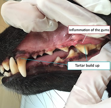 ORAL HEALTH Stokenchurch Dog Rescue